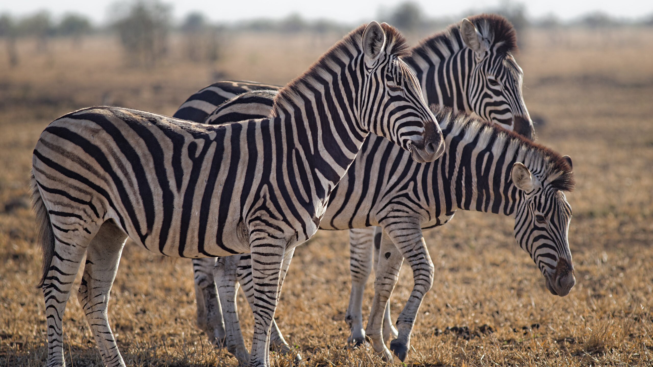 Three zebras stood side by side