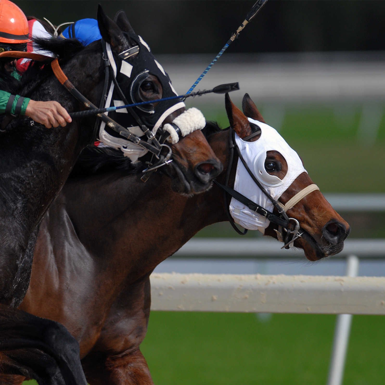 Two horses racing