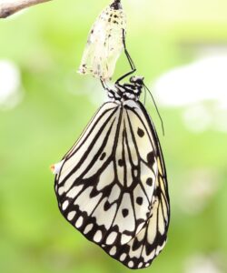 Butterfly emerging from chrysalis