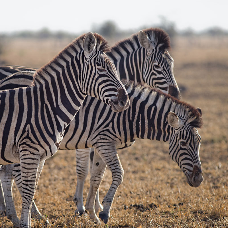 Three zebras stood side by side