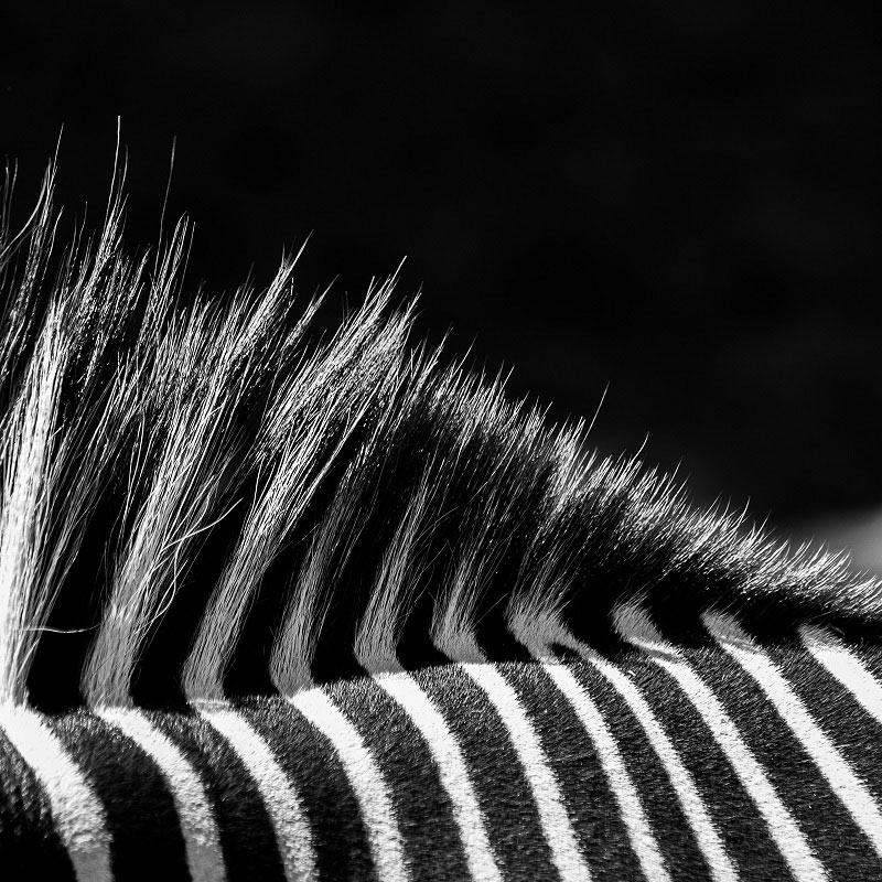 Close up of zebra's stripey neck